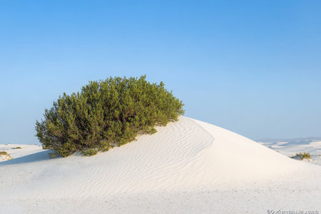 White Sands Desert Landscape with Unique Shrubs and Clear Sky A Picturesque Natural Wonderの素材