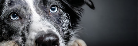 Stunning Closeup of an Australian Shepherd with Striking Blue Eyes, Showcasing Its Adorable Featuresの素材