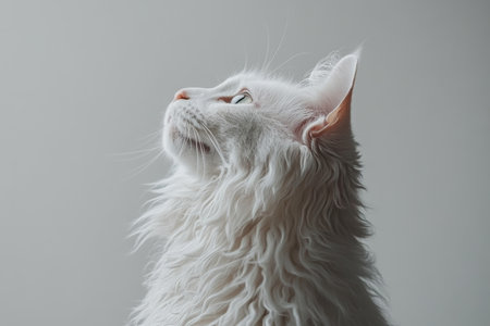 Stunning Close-Up of a White Turkish Angora Cat with Beautiful Blue Eyes in Soft Natural Lightの素材