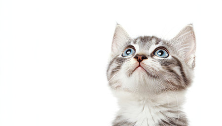 Adorable Inquisitive Kitten with Striking Blue Eyes Curiously Gazing Upward on a Soft Backgroundの素材