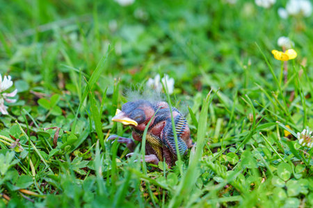 Vulnerable Baby Bird Fledgling in Green Grass, Innocence of Nature and Wildlife Concept
