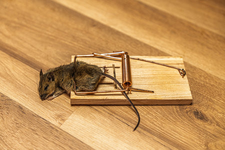 Caught in the Act Mouse Trapped on Wooden Floor, a Common Household Pest Control Issueの写真素材