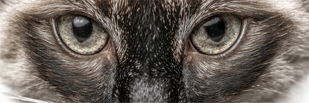 Siamese Cat Stares Intensely, Showcasing Its Striking Seal Point Fur and Expressive Soulful Eyesの素材