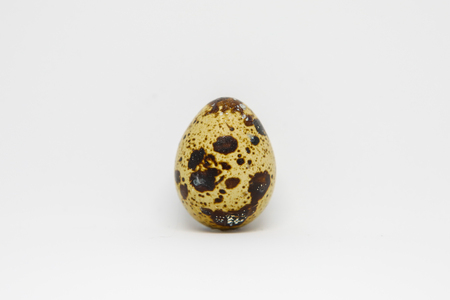 one quail egg with a beautiful natural pattern on a white background, close-upの写真素材