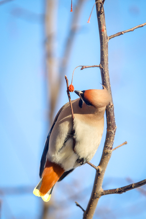 a flock of waxwings on the branches eat fruits in the winter, close-upの写真素材