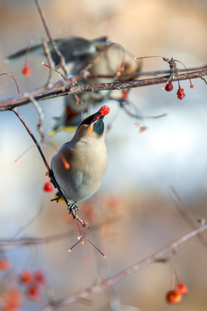 a flock of waxwings on the branches eat fruits in the winter, close-upの写真素材