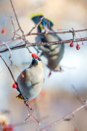 a flock of waxwings on the branches eat fruits in the winter, close-upの写真素材