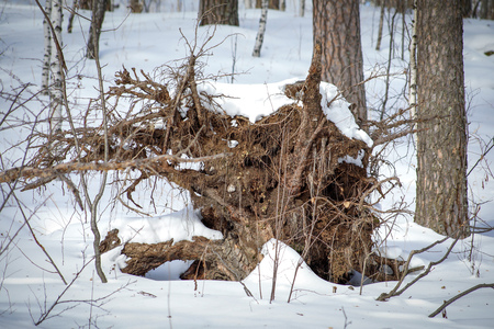 from the fallen tree in the winter forest an unusual root departs, close-upの写真素材