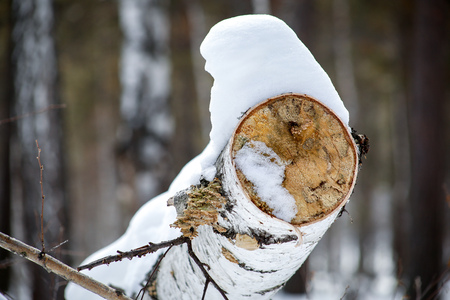 there is a cap of white snow on a birch treeの写真素材