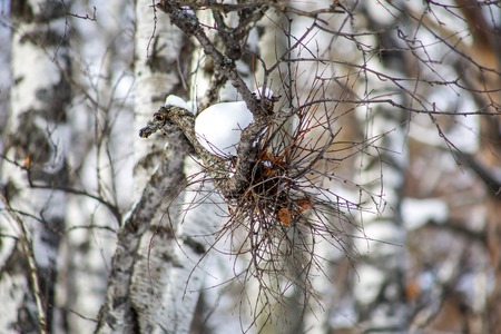 on a winter day, in the forest on the branches of a tree, a bird's nest close-upの写真素材