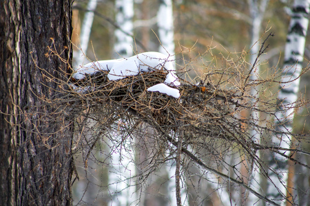 on a winter day, in the forest on the branches of a tree, a bird's nest close-upの写真素材