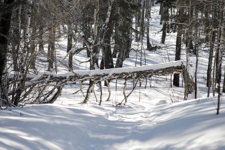 in the forest in the afternoon the branch fell on the snowの写真素材