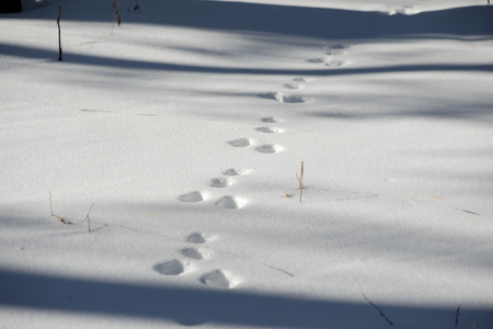 day in the forest in the snow fresh traces of a hareの写真素材