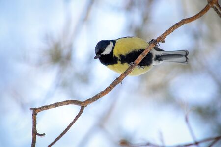 bird tit is sitting on a tree branch, close-up, bottom viewの写真素材