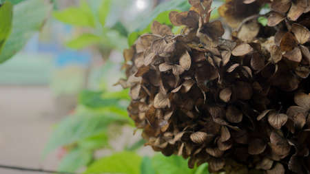 Closeup of a dried hydrangea plant in a greenhouseの写真素材