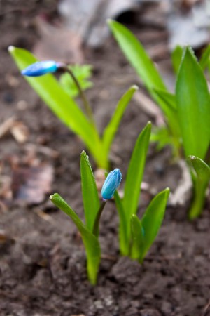 Small snowdrops Scilla (Squill) with drops of dew on flowers