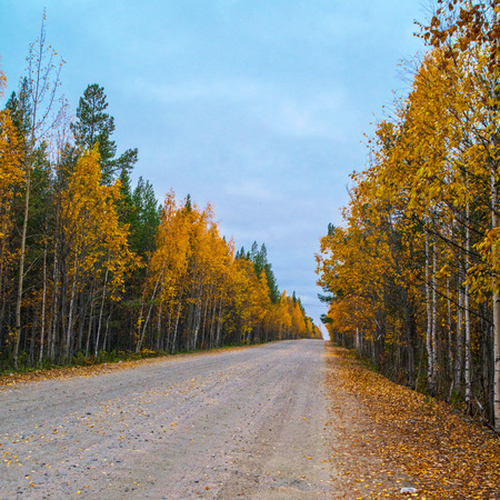 red birch and green pine trees on the side of the autumn road in the forest