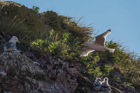 Sea gulls on nests on the rock Sail near Cape Ship on the White Seaの写真素材