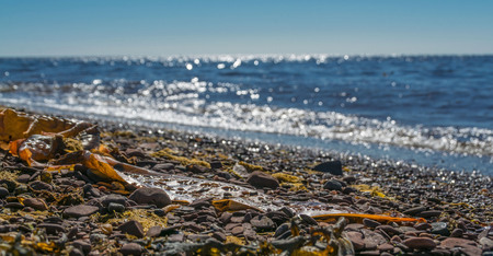 Close-up of small seaweed on a rocky shorelineの写真素材