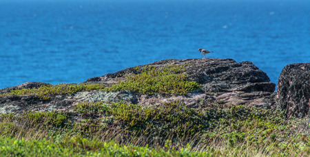 Little sea bird on the rocky shore of the White Sea