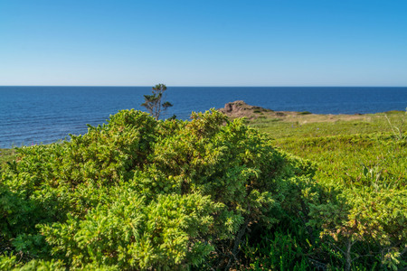 Green juniper on the steep shore of the White Seaの写真素材