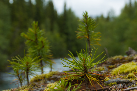 Sprouts of a pine tree makes the way to the sun among a green mossの写真素材