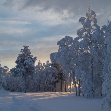 Snow-covered trees on a winter dayの写真素材