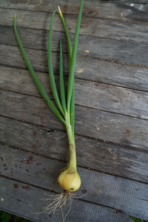 Onions with green leaves and roots on the board tableの写真素材