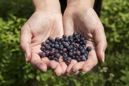 blueberries in the hands of women in natureの写真素材