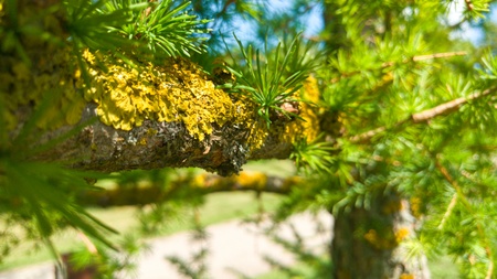 Moss on tree branch in the parkの写真素材