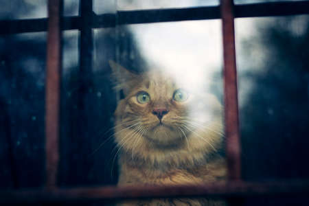 A red cat is sitting behind the glass and bars, looking sadly at the street. Like in prison.
