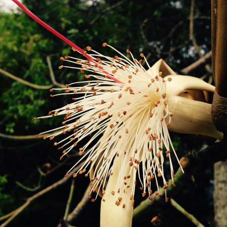 Cannonball tree flower,Cannonball tree,Cannonball tree