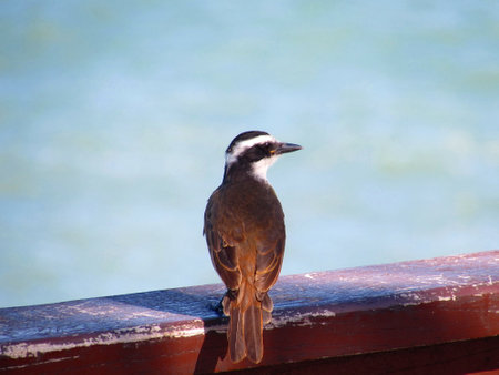 Bird on the edge of a boat at the beach, Sri Lankaの写真素材