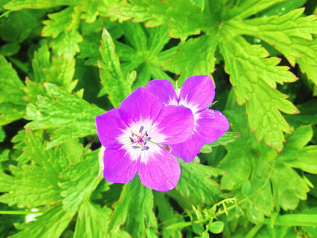 Geranium purpureum, also known as cranesbill.