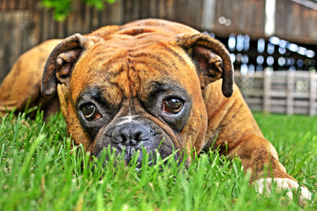 pure bred boxer dog portrait close-up on natural backgroundの写真素材