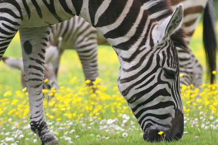 Zebra and a yellow flowerの写真素材