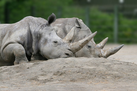 Two rhinos afterlunchの写真素材
