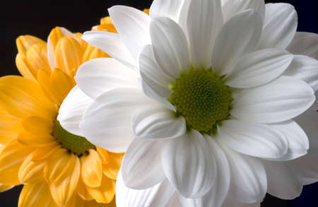 Two flowers close-up (oxeye daisy)の写真素材