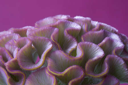 Flowers abstract close-upの写真素材