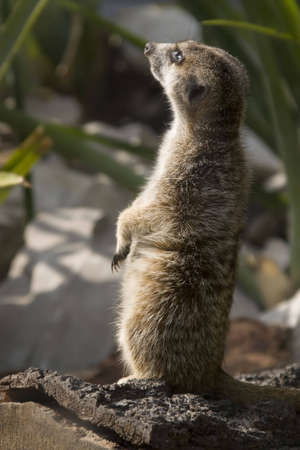 South African animalの写真素材