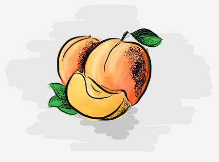 Juicy fruits - Yellow Apricots. Layered EPS file with some transparency effects added.のイラスト素材