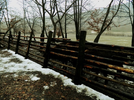 Bulls fenced wooden fence woodsの素材