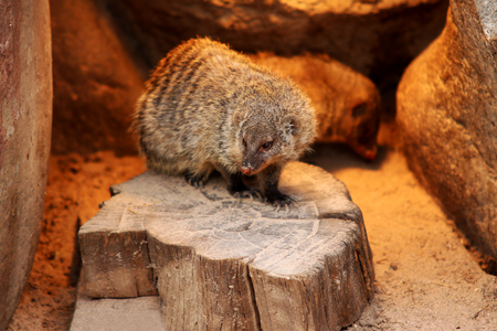 Banded mongoose animal black and white isolated mammal africa nature carnivoreの写真素材