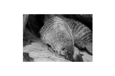 Banded mongoose animal black and white isolated mammal africa nature carnivoreの写真素材