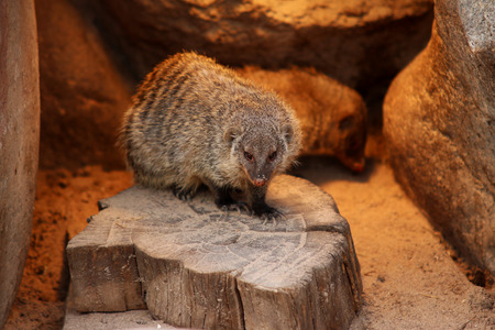 Banded mongoose animal black and white isolated mammal africa nature carnivoreの写真素材