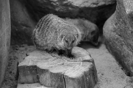 Banded mongoose animal black and white isolated mammal africa nature carnivoreの写真素材