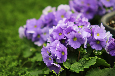 Petunias, Yellow daffodil, pansies, snapdragon and marigold, beautiful flower green grass background black whiteの写真素材