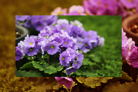 Petunias, Yellow daffodil, pansies, snapdragon and marigold, beautiful flower green grass background black whiteの写真素材