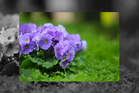 Petunias, Yellow daffodil, pansies, snapdragon and marigold, beautiful flower green grass background black whiteの写真素材