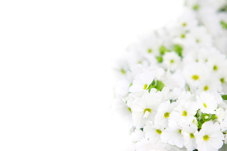 Petunias, yellow daffodil, pansies, snapdragon and marigold, beautiful flower green grass background black whiteの写真素材